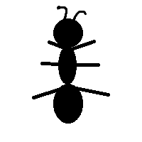 Ant