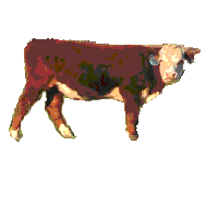 Cow