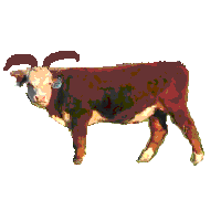 Ox