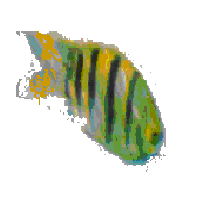 Tropical Fish