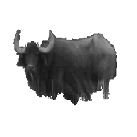 Water Buffalo