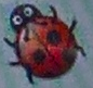 Coccinellidae Emoji