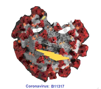 B.1.1.317 Covid 19 Mutation, Coronavirus