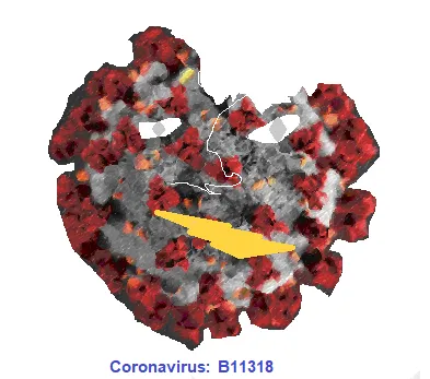 B.1.1.318 Covid 19 Mutation, Coronavirus