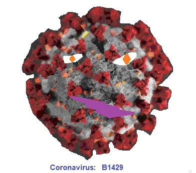 B.1.429/ CAL.20C Covid 19 Mutation, Coronavirus