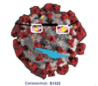 B.1.525 Covid 19 Mutation, Coronavirus