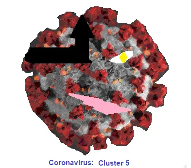 Cluster 5 Covid 19 Mutation, Coronavirus