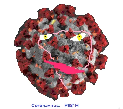 P681H Covid 19 Mutation, Coronavirus