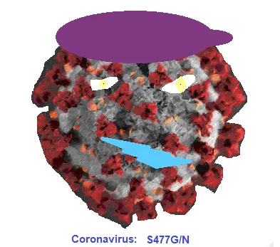 S477G/N Covid 19 Mutation, Coronavirus
